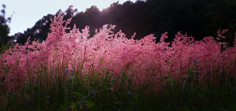 Private Da Lat ‘Highlights’ City Tour